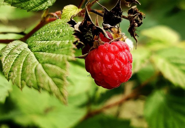 What Are The Healthiest Berries?