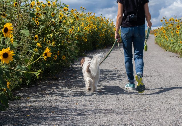 Why 10,000 Steps Per Day?